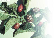 Картофель - _53.jpg