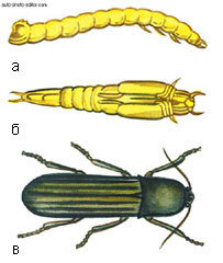 Картофель - _54.jpg
