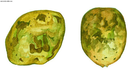 Картофель - parsha.jpg