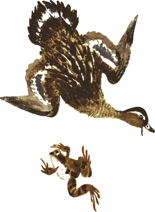 Лягушка-путешественница - i_009.png