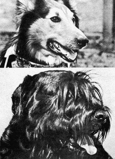 Твой друг (Сборник по собаководству, 1973 г.) - i_003.jpg