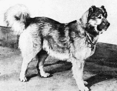 Твой друг (Сборник по собаководству, 1973 г.) - i_022.jpg