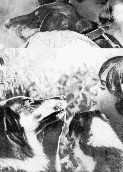 Твой друг (Сборник по собаководству, 1973 г.) - i_090.jpg