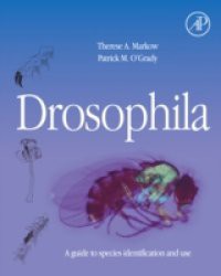 Drosophila