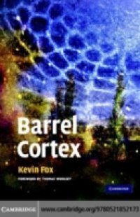 Barrel Cortex