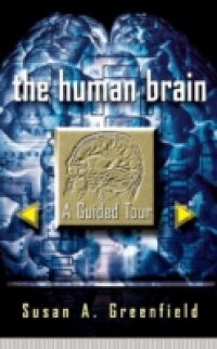 Human Brain