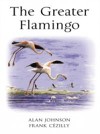 Greater Flamingo