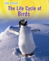 Life Cycle of Birds