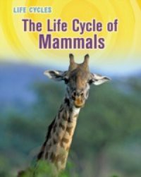 Life Cycle of Mammals