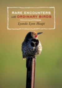 Rare Encounters with Ordinary Birds