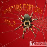 What Has Eight Legs and… ?