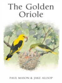 Golden Oriole