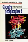 GLYCOGEN PHOSPHORYLASE b