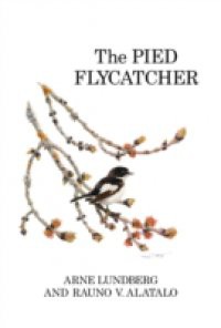 Pied Flycatcher