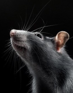 Черный крыс (СИ)
