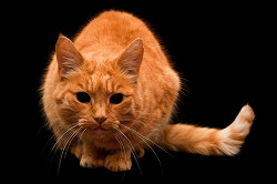 Рыжий кот в виде кармы (СИ)