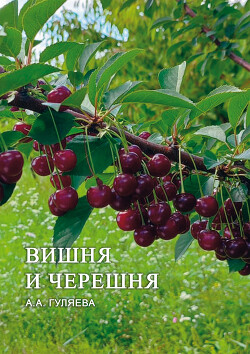 Вишня и черешня