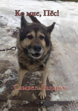 Ко мне, Пёс!