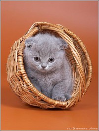 Исмаилова Алие 