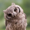 Owl the Bird