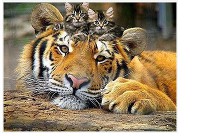 Бит Валентин 