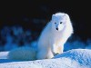 arctic fox