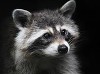 Strange Raccoon