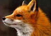 Foxter  