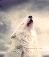 wolf_addict  