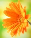 Gerbera37
