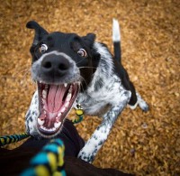 Петров Виктор 