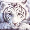 Belyj_tigr369  