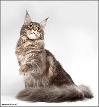 Винокурова Олеся 