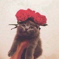 Сильва Виктория 