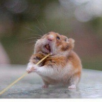 Журавлёва Анастасия 