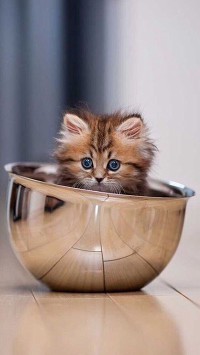 Генералова Алена 