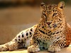 _Leopard_